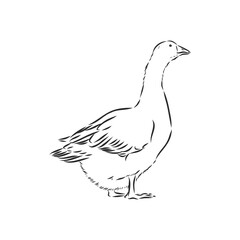 Hand drawn goose isolated. Engraved style vector illustration. Template for your design works. goose animal, vector sketch illustration