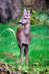 Reh ( Capreolus capreolus ).