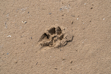 dog paw print in sand at beach