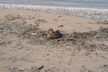 female mallard duck on beach