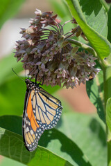monarch butterfly on milkweed flower