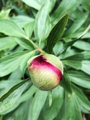 A beautiful Bud of a scarlet peony in a garden 