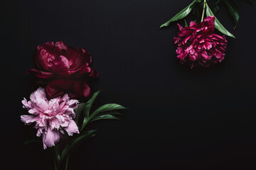Beautiful peonies in dark colors. Black Floral background. Soft focus, copy space © colnihko