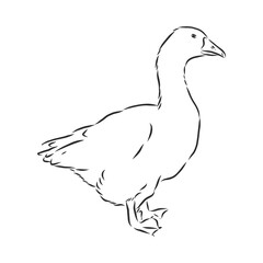 Hand drawn goose isolated. Engraved style vector illustration. Template for your design works. goose animal, vector sketch illustration