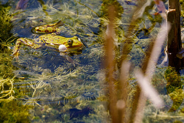 Water frog in the dunes of the Amsterdam water supply Area / Groene kikker in de Amsterdamse Waterleiding Duinen (AWD) © ML196009
