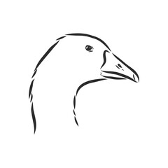 Hand drawn goose isolated. Engraved style vector illustration. Template for your design works. goose animal, vector sketch illustration