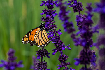 monarch butterfly on salvia flower plant