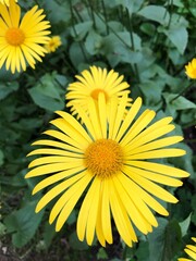 Beautiful yellow daisies in the Park macro