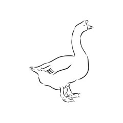 Hand drawn goose isolated. Engraved style vector illustration. Template for your design works. goose animal, vector sketch illustration