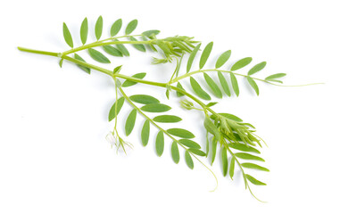 lentil plant or Lens culinaris or Lens esculenta. With flowers isolated.