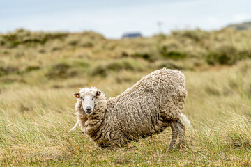 Sylter Schaf 2