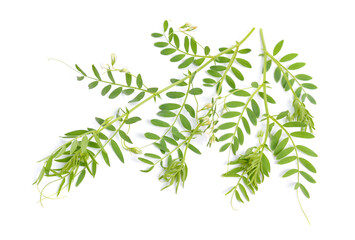 lentil plant or Lens culinaris or Lens esculenta. With flowers isolated.