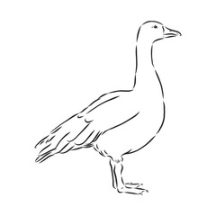 Hand drawn goose isolated. Engraved style vector illustration. Template for your design works. goose animal, vector sketch illustration