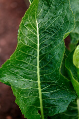green Horseradish Armoracia rusticana plant with big leaves in summer kitchen garden