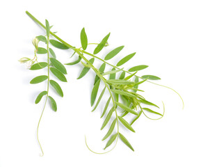 lentil plant or Lens culinaris or Lens esculenta. With flowers isolated.