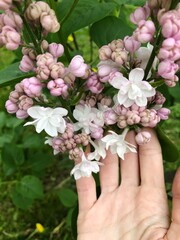 Fototapeta na wymiar Beautiful white pink lilac in the summer garden 
