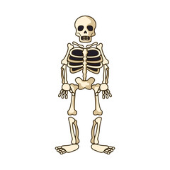 human skeleton icon isolated on white background. vector illustration