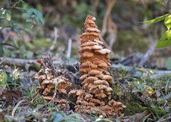 brown fungus cones on the ground