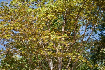 green leaf tree outdoor garden 