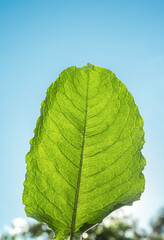 Green burdock leaf on a blue background. Nature.