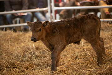 Fototapeta premium Angus