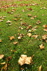 close up green grass landscape and fallen autumn leaves