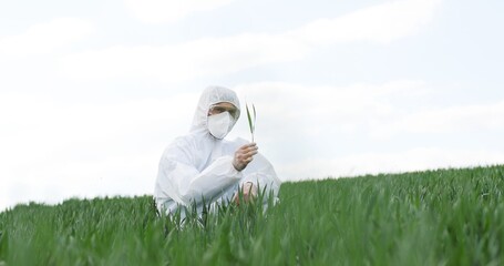 Caucasian male ecologist scientist in protective costume and goggles walking in field and picking...