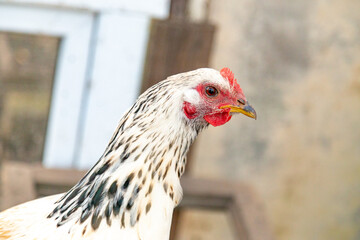 Close up of black and white free range chicken in the barn looking into the camera.
