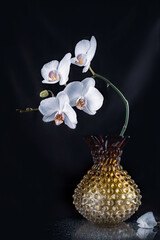 Beautiful delicate orchid flowers, shot in soft light on a black background.