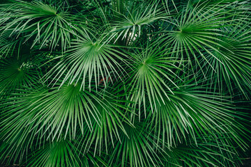 Green palm leaves. Natural background of tropical forest. Pattern