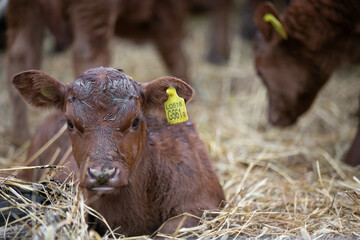 Angus