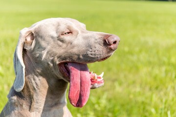 Weimaraner on a hot day in the meadow. Stick out dog tongue. The hunting dog is cooling down.