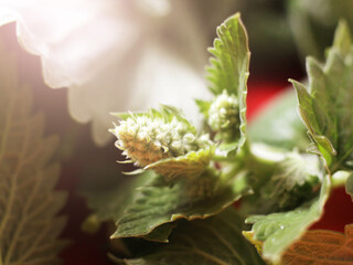 Fresh mint leaves, a useful plant