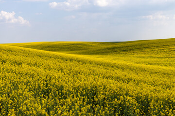 Obraz premium Rural agricultural fields landscape during early spring with a canola rapeseed field in blossom.