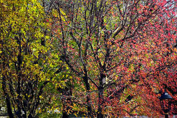 Trees with colorful leaves over clear sky in autumn time