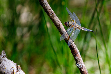 Dragonfly in the dunes of the Amsterdam water supply Area / Libelle in de Amsterdamse Waterleiding Duinen (AWD)