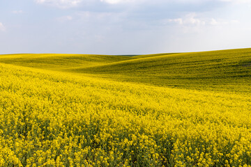 Fototapeta premium Rural agricultural fields landscape during early spring with a canola rapeseed field in blossom.