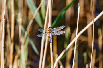 Dragonfly in the dunes of the Amsterdam water supply Area / Libelle in de Amsterdamse Waterleiding Duinen (AWD)