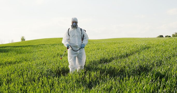 Caucasian male farmer in white protective costume, mask and goggles walking the green field and spraying pesticides with pulverizator. Man fumigating harvest with chemicals.