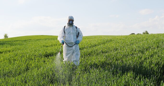 Caucasian male farmer in white protective costume, mask and goggles walking the green field and spraying pesticides with pulverizator. Man fumigating harvest with chemicals.