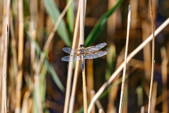 Dragonfly in the dunes of the Amsterdam water supply Area / Libelle in de Amsterdamse Waterleiding Duinen (AWD)