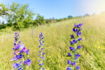 Blooming flowers in the meadow. Viper's bugloss (Echium vulgare) inflorescence. Boraginaceae. Also known as blueweed.