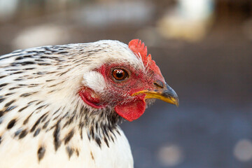 Close up of black and white free range chicken in farmers hands