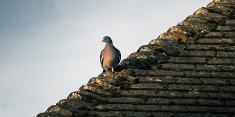 A Wood Pigeon Perched On A Traditional Roof In Kettering England