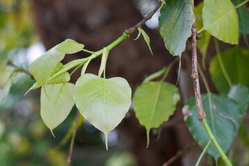 green leaf plant is in the forest 