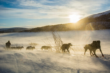 Mushing in the wind