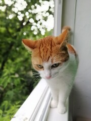 cat on the window