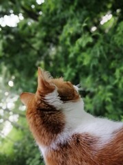 cat on the grass