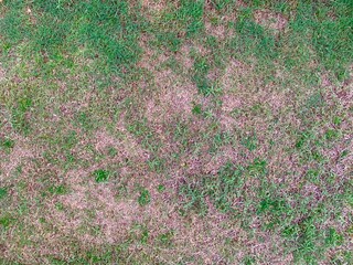 Damaged lawn with bare spots. Patchy grass, lawn in bad condition and need maintaining
