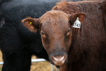 Angus